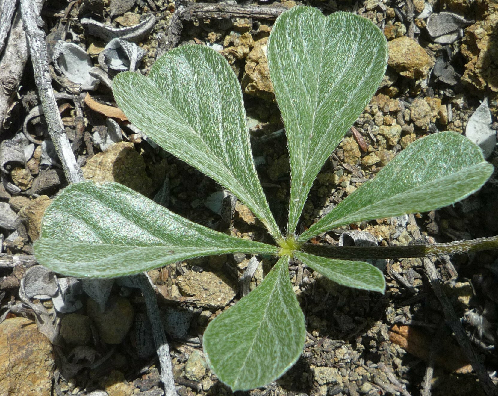 High Resolution Pediomelum californicum Leaf